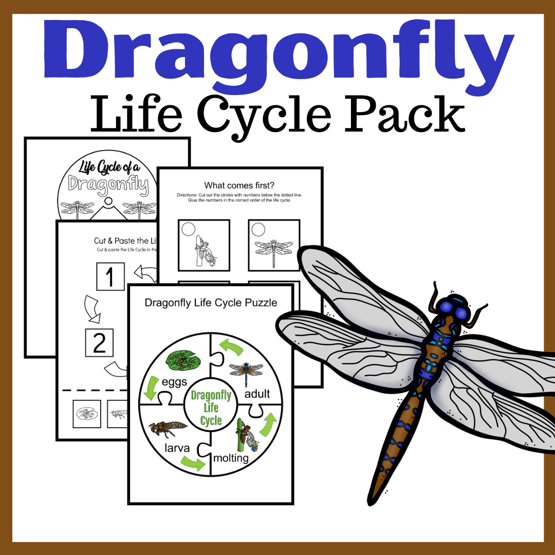 Printable Activities To Teach Dragonfly Life Cycle For Kids