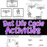 Printable Bat Life Cycle Activities Life Cycles Preschool Life