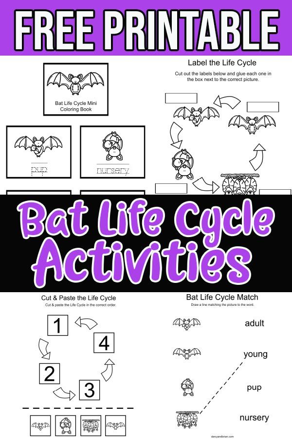 Printable Bat Life Cycle Activities Life Cycles Preschool Life 