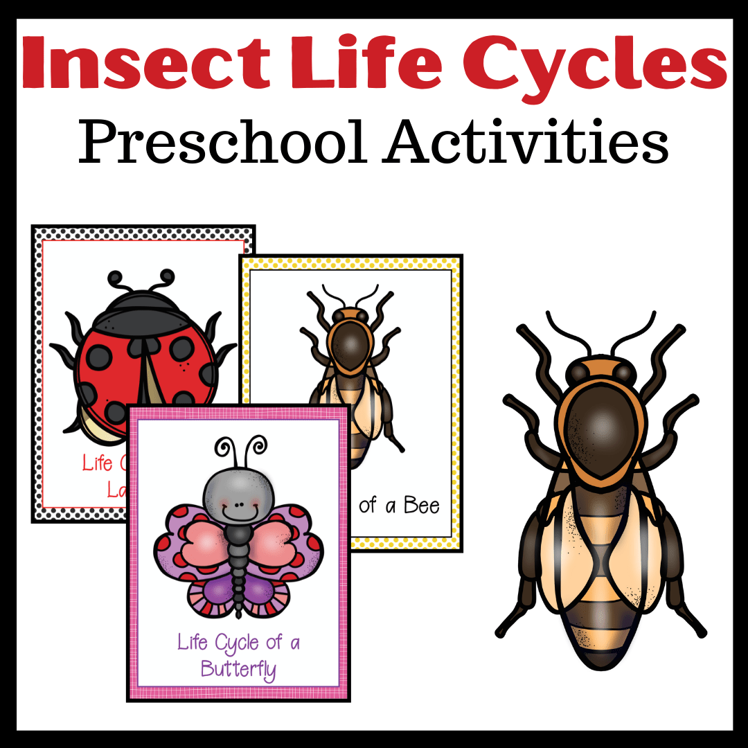 Printable Life Cycle Of Insects For Preschool