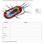 Prokaryotes Bacteria Worksheet Answers Word Worksheet