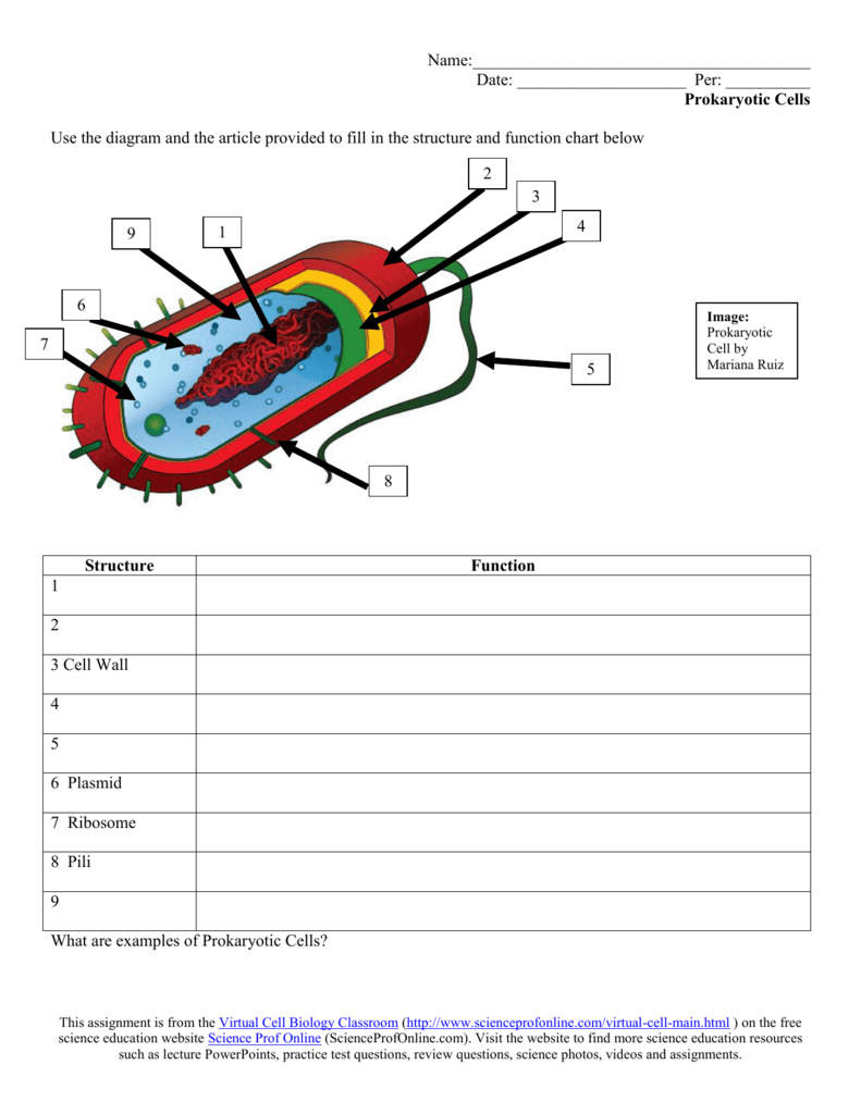 Prokaryotes Bacteria Worksheet Answers Word Worksheet