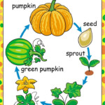 Pumpkin Life Cycle For Kids Worksheet