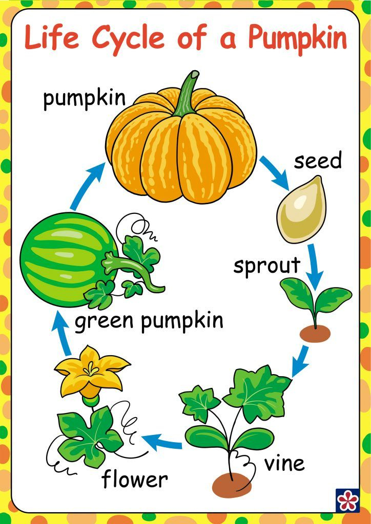 Pumpkin Life Cycle For Kids Worksheet