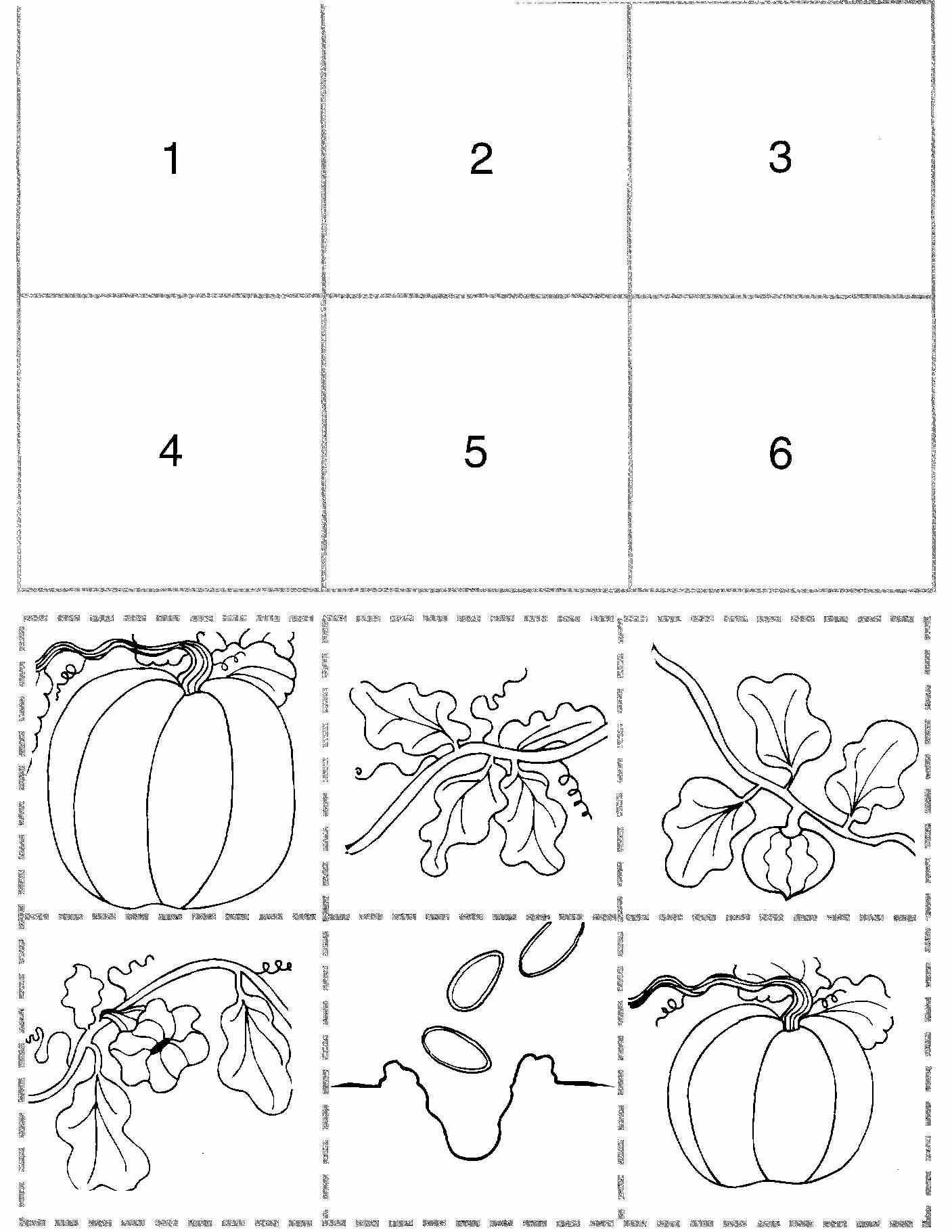 Pumpkin Life Cycle Sequencing Activity Fall Teaching Pinterest 