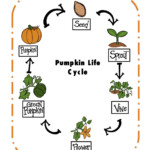 Pumpkin Life Cycle Worksheet Pdf Worksheets