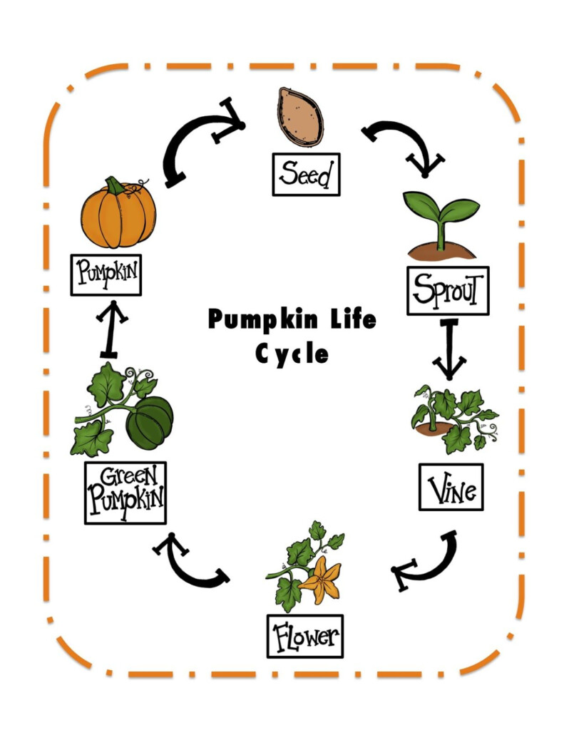 Pumpkin Life Cycle Worksheet Pdf Worksheets