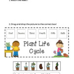 Science Plant Life Cycle Grade 1 Worksheet