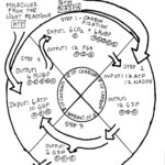 Science Tutor Photosynthesis The Calvin Cycle Graphic Organizer