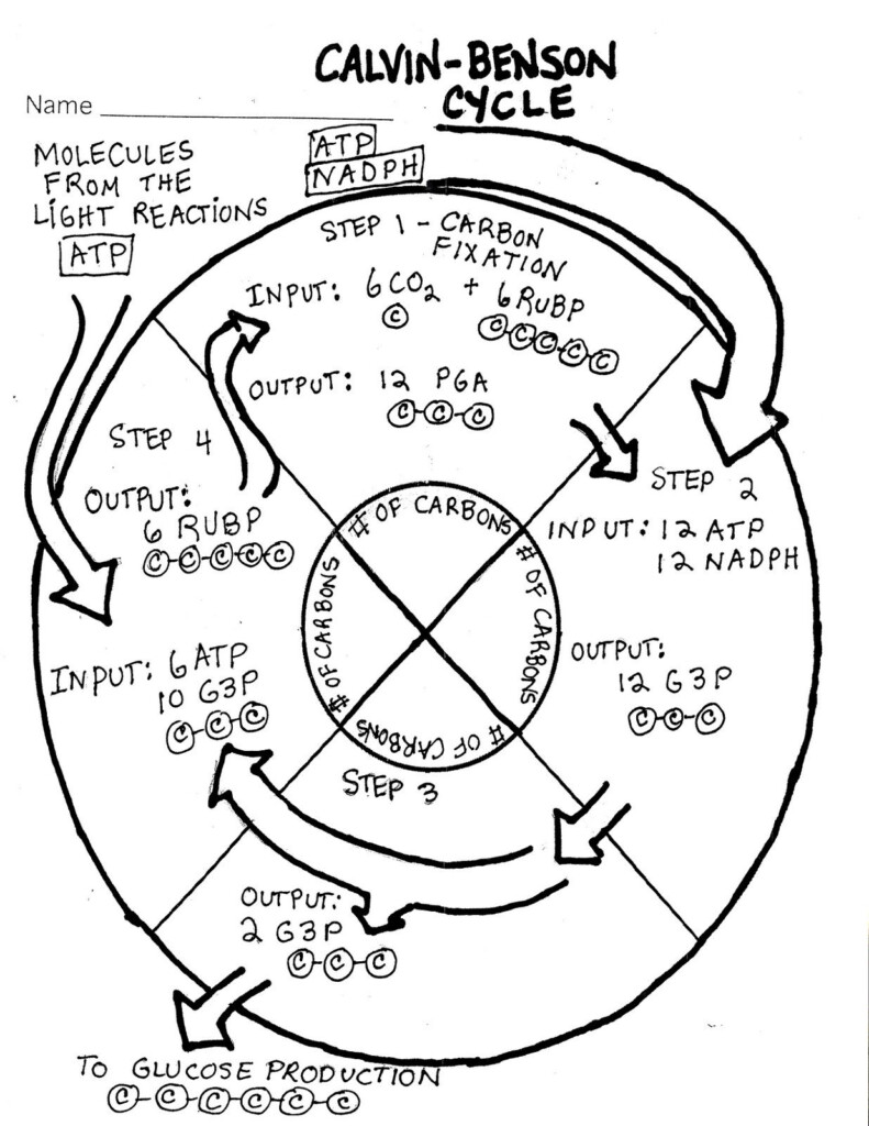 Science Tutor Photosynthesis The Calvin Cycle Graphic Organizer 