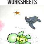 Sea Turtle Life Cycle Worksheets For Kids