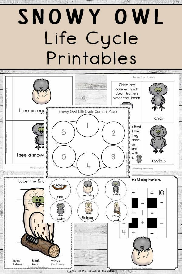 Snowy Owl Life Cycle Printables Life Cycles Kindergarten Life Cycles 