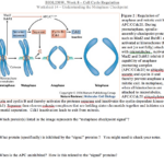 Solved BIOL230W Week 8 Cell Cycle Regulation Worksheet 14 Chegg