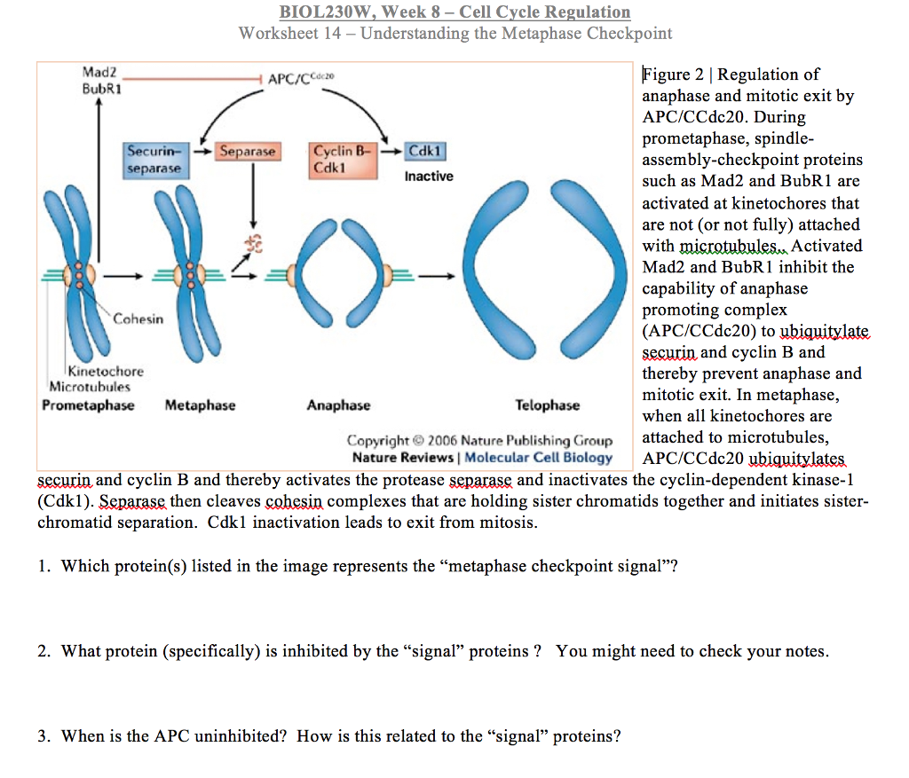 Solved BIOL230W Week 8 Cell Cycle Regulation Worksheet 14 Chegg