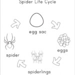 Spider Life Cycle Worksheet