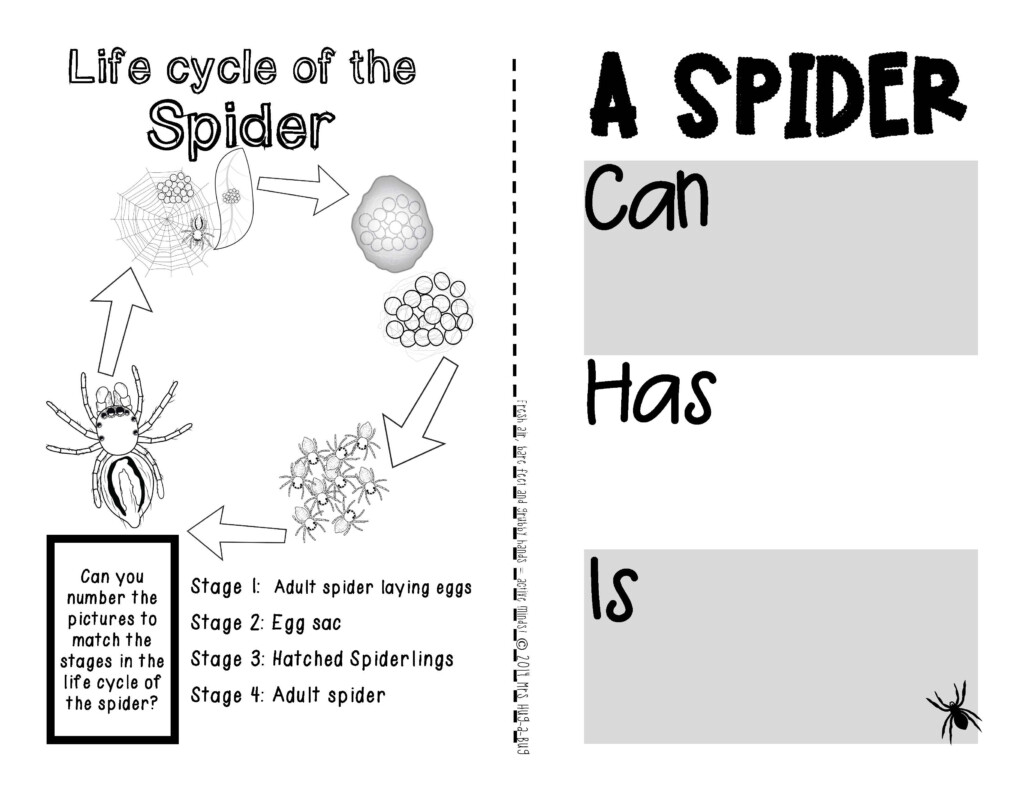 Spiders A Booklet Of Activities Celebrating The Spider s Life Cycle 