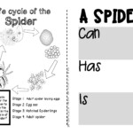 Spiders A Booklet Of Activities Celebrating The Spider s Life Cycle