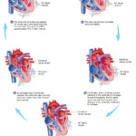 Stages Of Cardiac Cycle What Are The 5 Stages Of The Cardiac Cycle