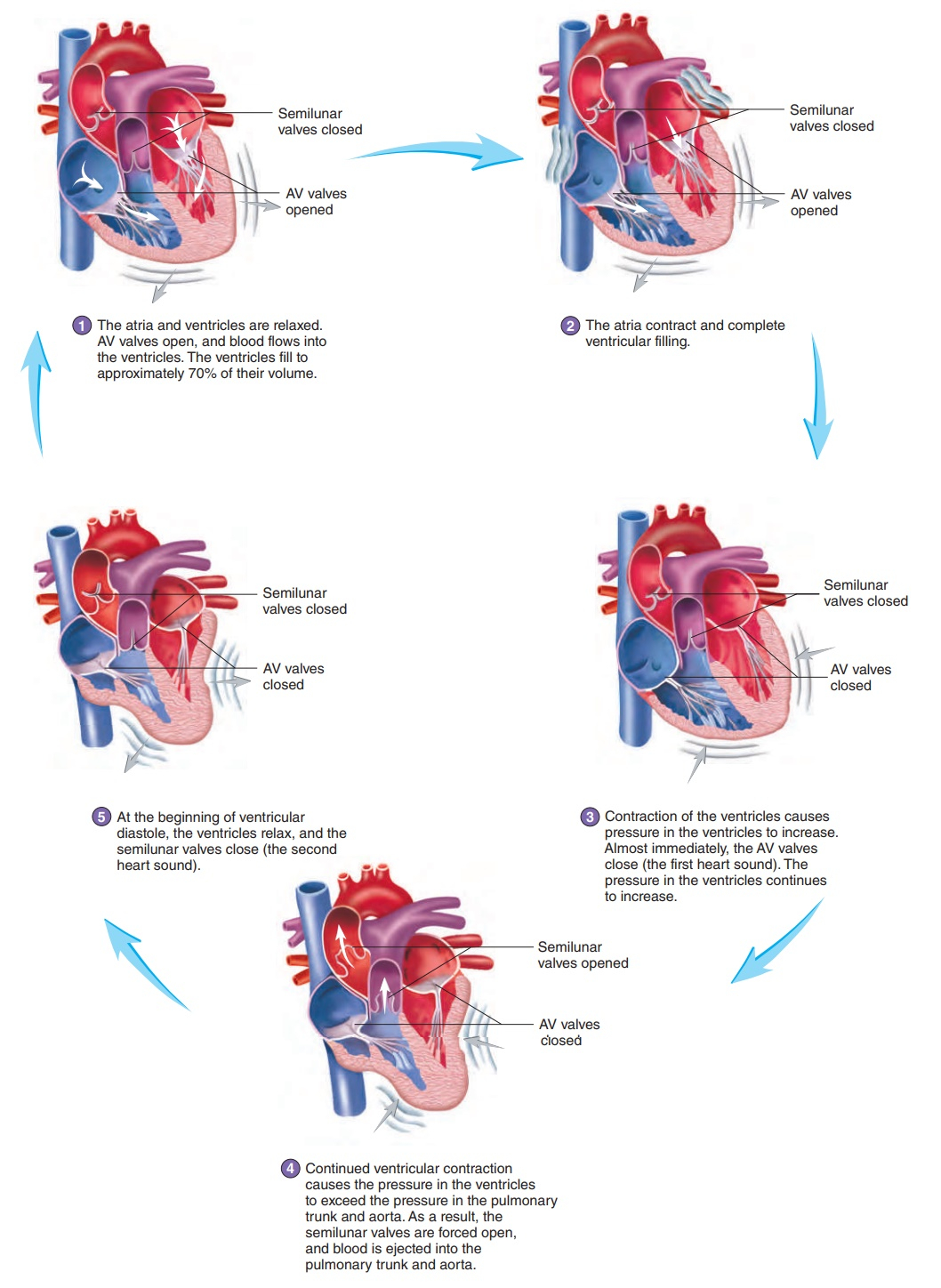  Stages Of Cardiac Cycle What Are The 5 Stages Of The Cardiac Cycle 