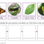 Teacher s Pet Displays Butterfly Life Cycle Sort Activity FREE