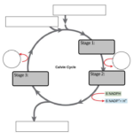 The Calvin Cycle Light Independent Reaction