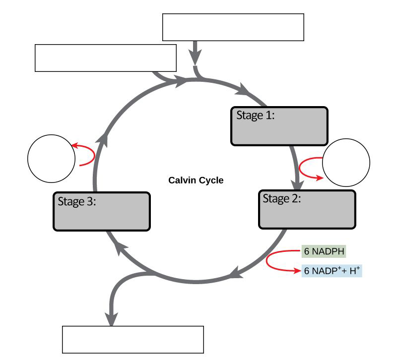 The Calvin Cycle Light Independent Reaction 