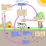 The Carbon Cycle 4 1 2 OCR Gateway GCSE Biology Combined Science