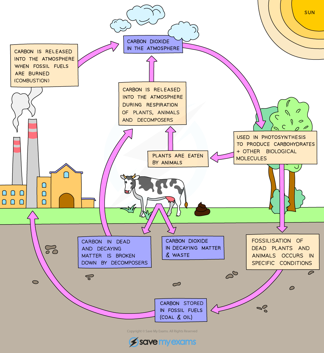 The Carbon Cycle 4 1 2 OCR Gateway GCSE Biology Combined Science 