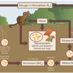 The Carbon Cycle And The Nitrogen Cycle Earth Science