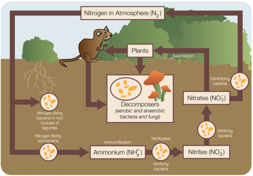 The Carbon Cycle And The Nitrogen Cycle Earth Science