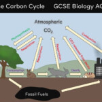 The Carbon Cycle GCSE Biology AQA Teaching Resources