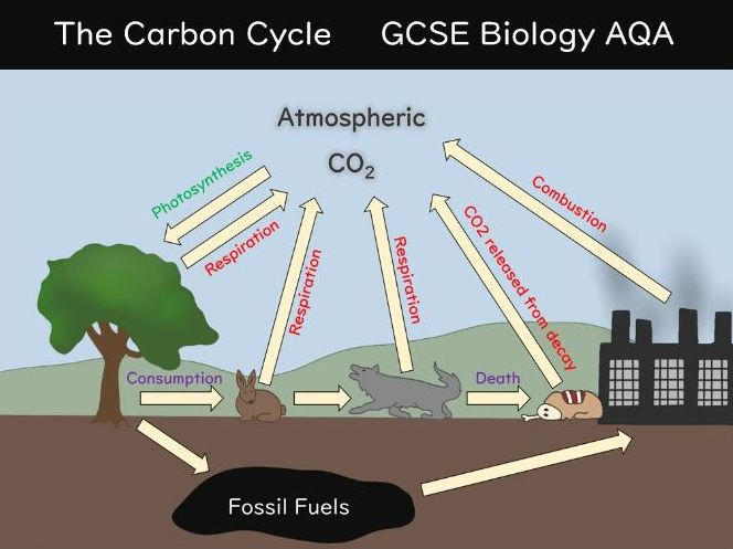 The Carbon Cycle GCSE Biology AQA Teaching Resources