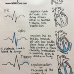 The Cardiac Cycle Worksheet Free Download Gambr co