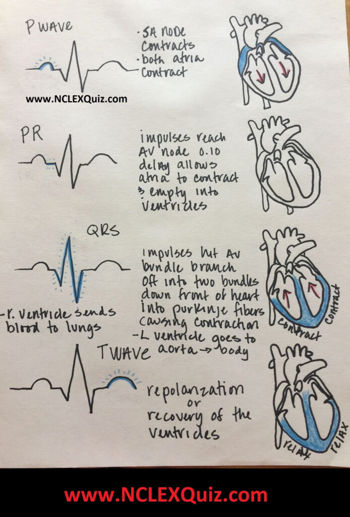  The Cardiac Cycle Worksheet Free Download Gambr co