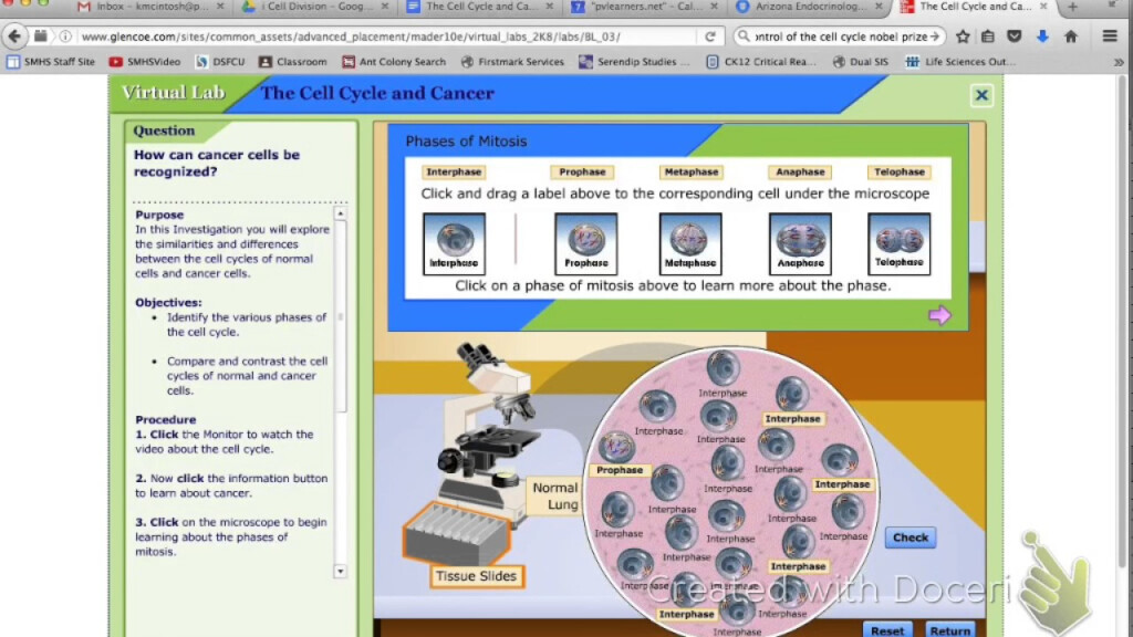 The Cell Cycle And Cancer Virtual Lab Instructions YouTube