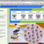 The Cell Cycle And Cancer Virtual Lab Instructions YouTube