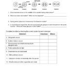 The Cell Cycle And Cancer Worksheet