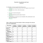 The Cell Cycle And Cancer Worksheet Completed Virtual Lab The Cell