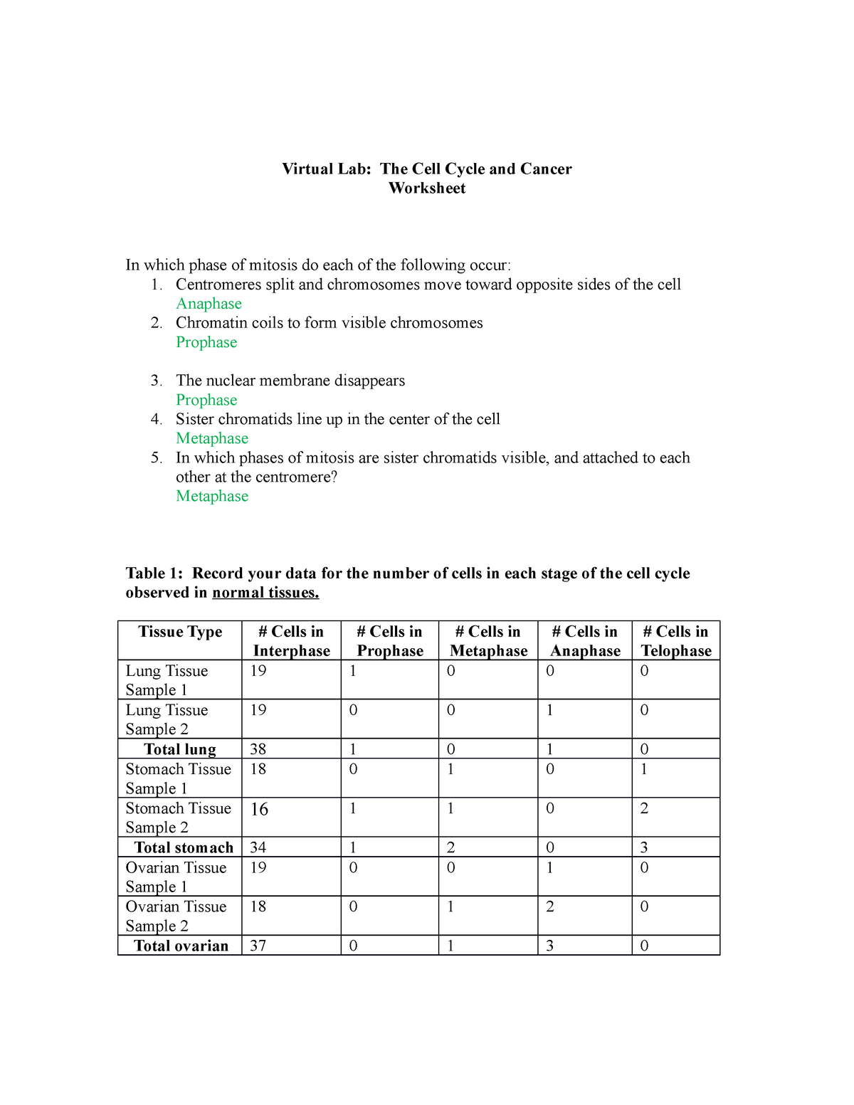 The Cell Cycle And Cancer Worksheet Completed Virtual Lab The Cell