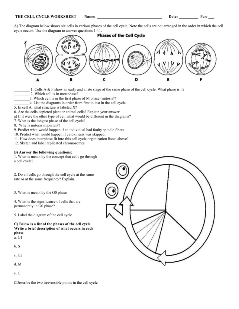 The Cell Cycle And Mitosis Worksheet Cell fie Science Answer Key