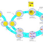 The Cell Cycle Biology For Majors I