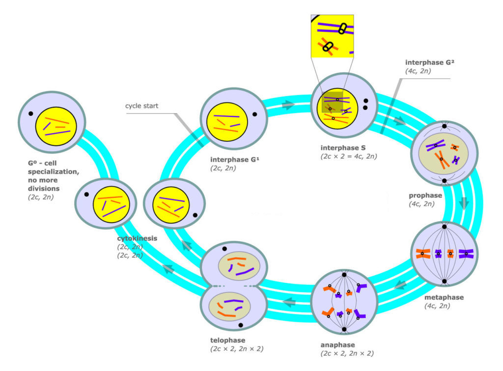 The Cell Cycle Biology For Majors I