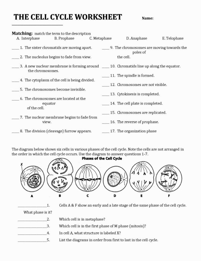 The Cell Cycle Coloring Worksheet Key Photograph Cool Biology