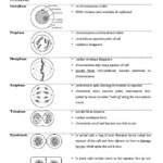 The Cell Cycle Diagram Worksheet Answer Key