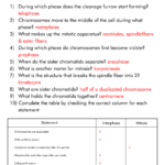 The Cell Cycle Mitosis Worksheet Answer Key Discover Our Best