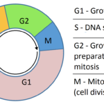 The Cell Cycle Phases Mitosis Regulation TeachMePhysiology