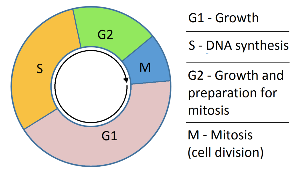 The Cell Cycle Phases Mitosis Regulation TeachMePhysiology