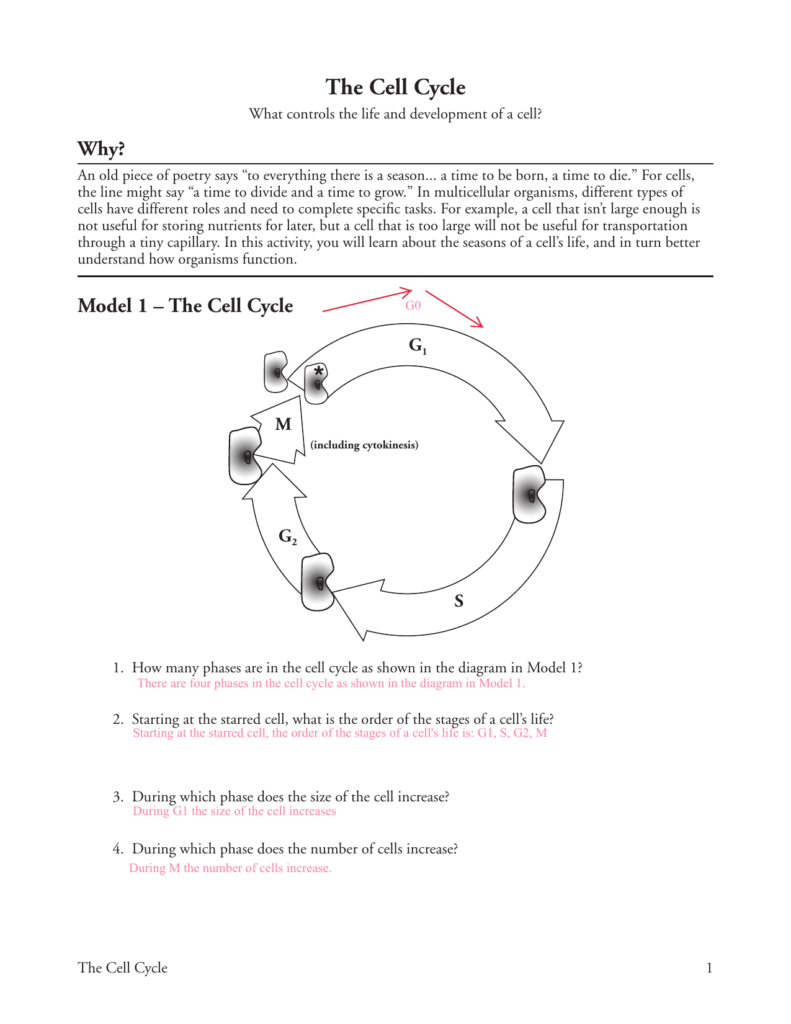 The Cell Cycle Pogil Worksheet Answer Key Discover Our Best Answer 