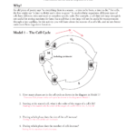 The Cell Cycle Pogil Worksheet Answer Key Suggested And Clear