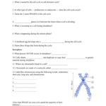 The Cell Cycle Reading Student Guide